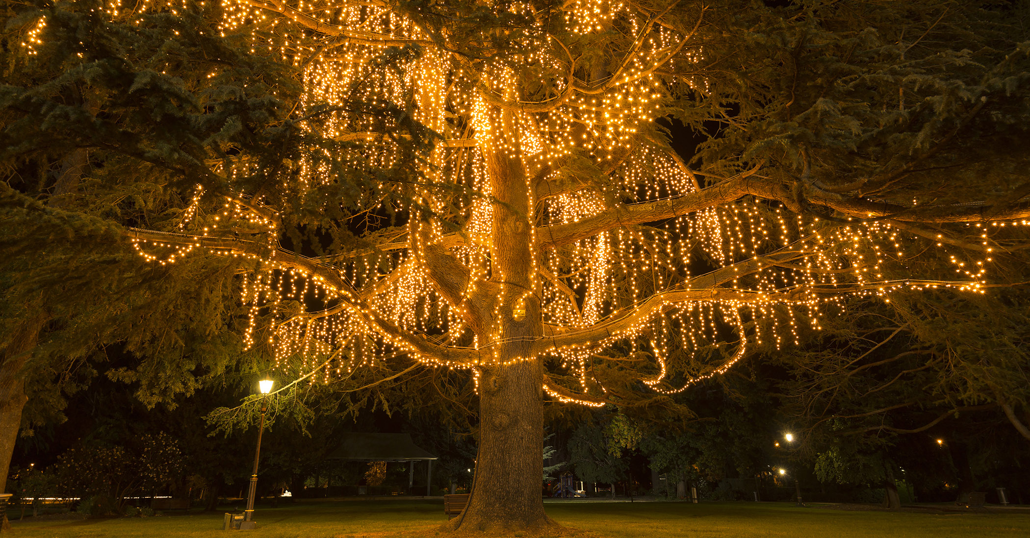 Fairy lights in tree in Wagga Wagga