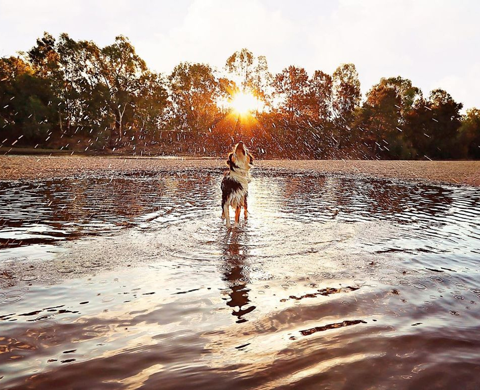 Dog shaking in the water as the sunsets 