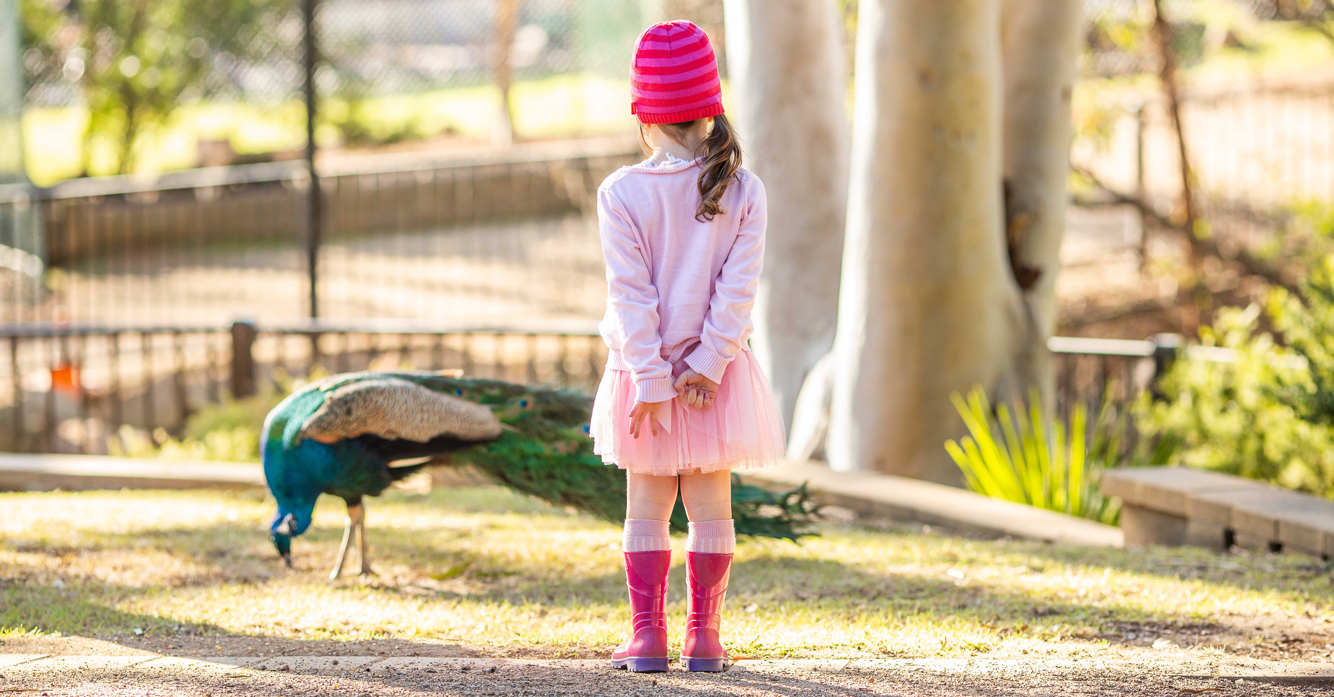 Roaming peacocks at Wagga Wagga Botanic Gardens