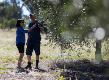 Wollundry Grove olives in Wagga Wagga