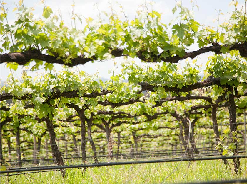 Vineyard at Borambola Wines near Wagga Wagga