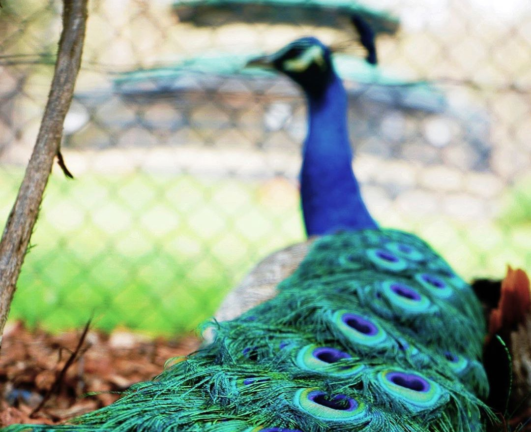 Peacock at Wagga Wagga Botanic Gardens 