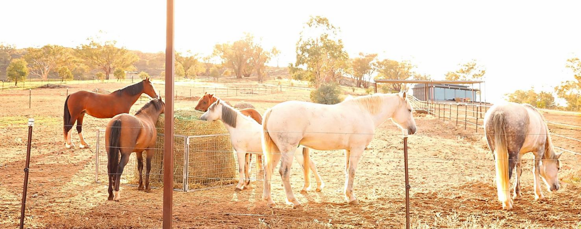 Belisi horses in a bottom paddock eating charff with Belisi Farmstay cottage in the background. 