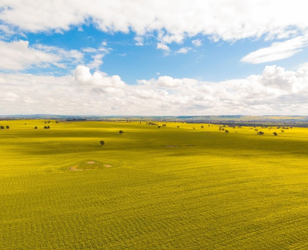 Canola paddock near Wagga Wagga