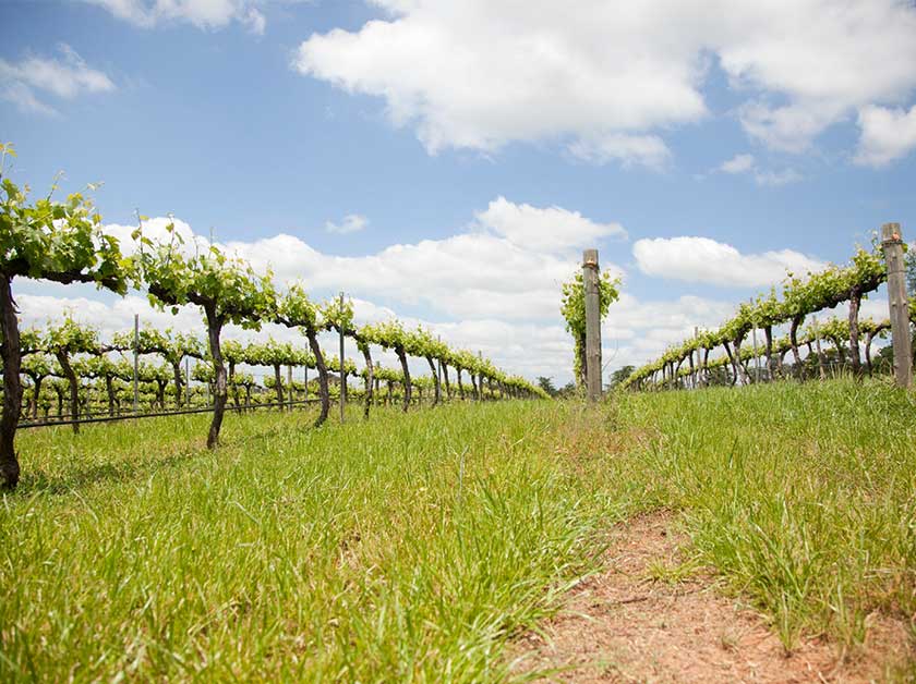 Vineyard at Borambola Wines near Wagga Wagga