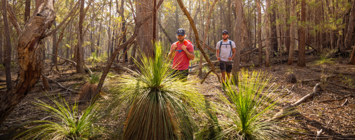 Exploring the grass trees at Livingstone National Park near Wagga Wagga 
