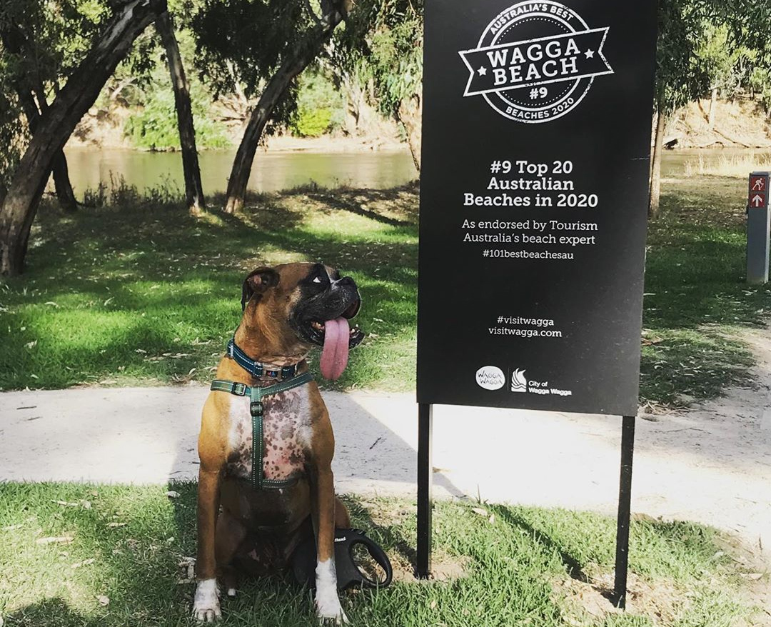 Dog at Riverside: Wagga Beach 