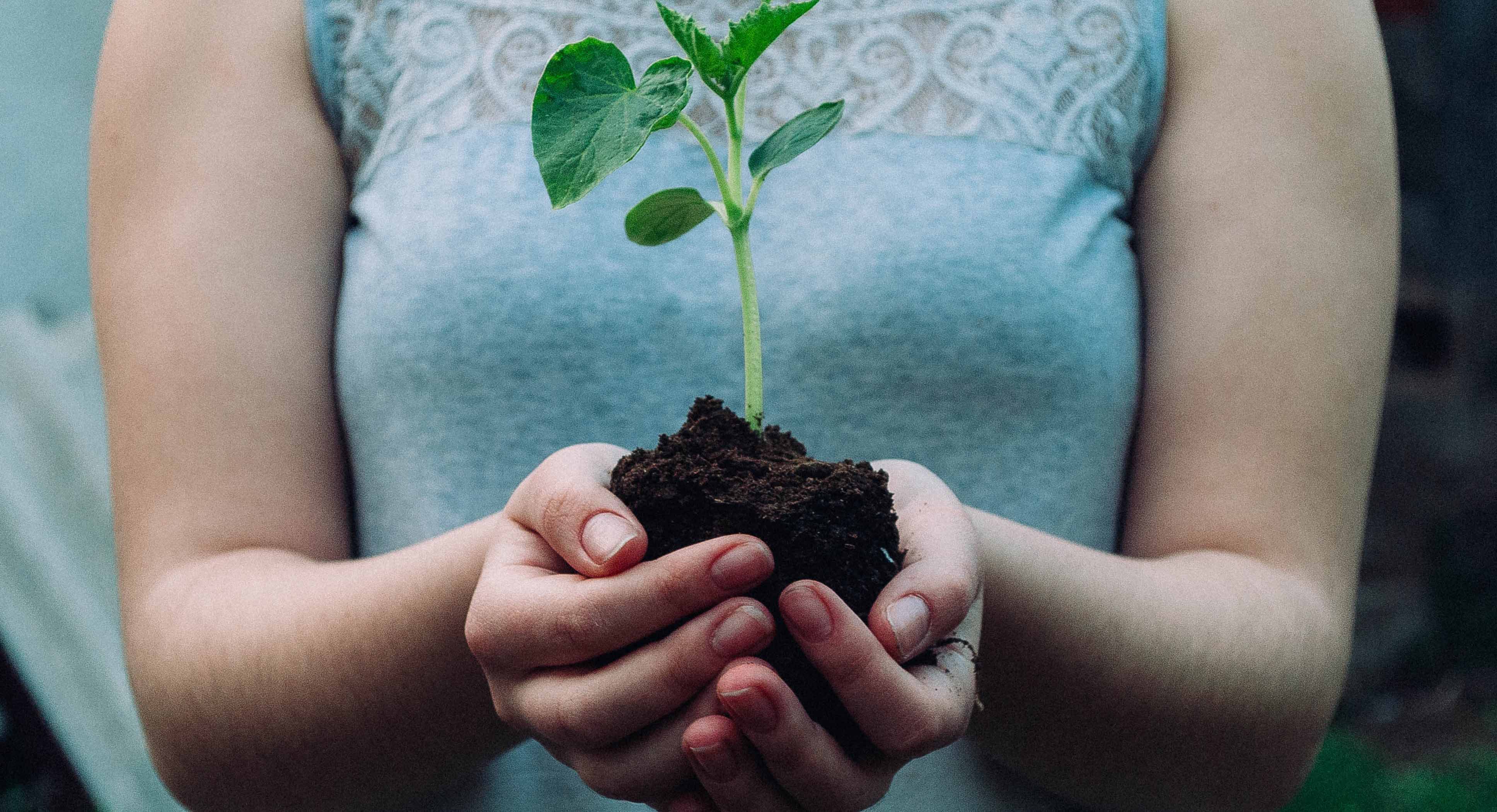 Lady holding soil and an plant in cupped hands