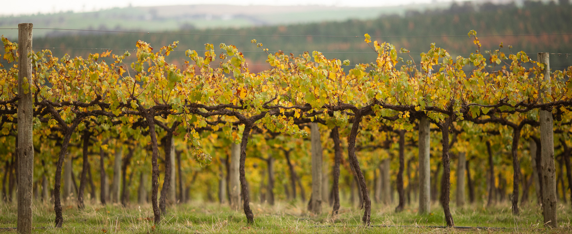 Wagga Wagga vineyard