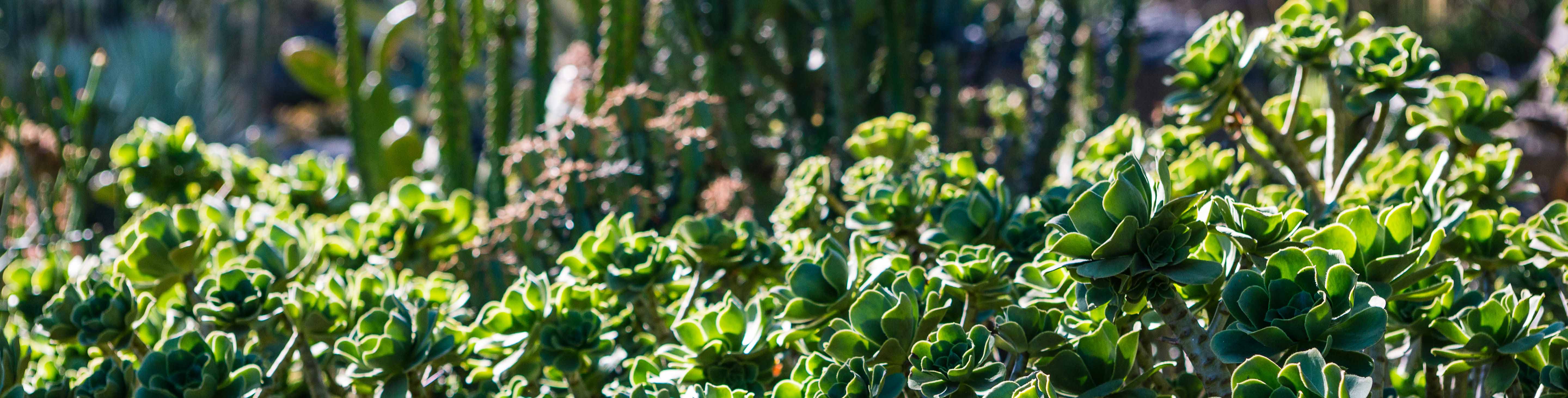 Cacti garden in Wagga Wagga