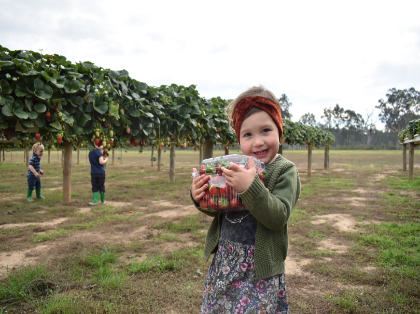 Bidgee Strawberries and Cream Tours